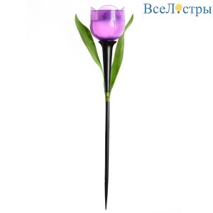 USL-C-453/PT305 Purple Tulip